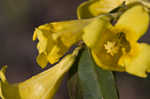 Yellow jessamine